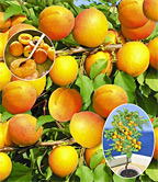 Aprikosen-Pflanze Compacta Super Compact