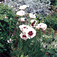Gartenmohn-Pflanzen Perrys White