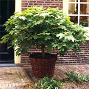 Kugel-Ahorn (Acer platanoides)