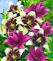 Lilien-Mix Tango & Lilac (Pflanzen) Lilium candidum