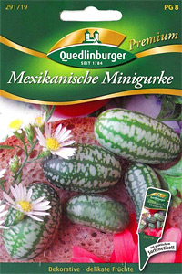 Mexikanische Mini-Gurke Jungpflanzen