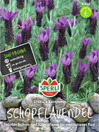 Schopflavendel-Sortiment (Pflanzen) Schmetterlings-Lavendel