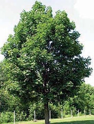 Spitzahorn-Pflanzen (Acer platanoides)