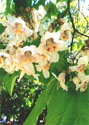 Trompetenbaum-Pflanzen Catalpa bignonioides