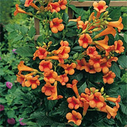 Trompetenblume (Pflanzen) Sorte: Summer Sunset