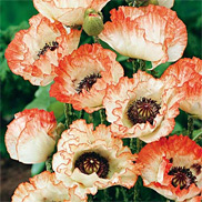 T�rkischer Mohn (Pflanzen) Sorte Picotee
