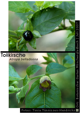 Tollkirsche - Atropa belladonna