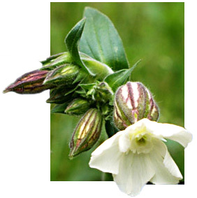 Weie Lichtnelke - botanisch: Silene latifolia